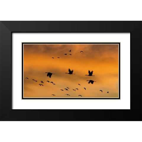 New Mexico Sandhill cranes in flight at sunset Black Modern Wood Framed Art Print with Double Matting by Paulson, Don