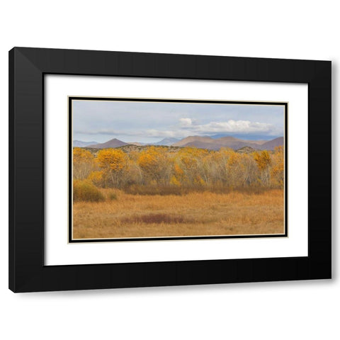 New Mexico Fall colors in grasses Black Modern Wood Framed Art Print with Double Matting by Paulson, Don