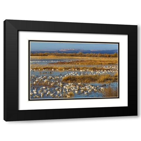 New Mexico Canada and snow geese in water Black Modern Wood Framed Art Print with Double Matting by Paulson, Don