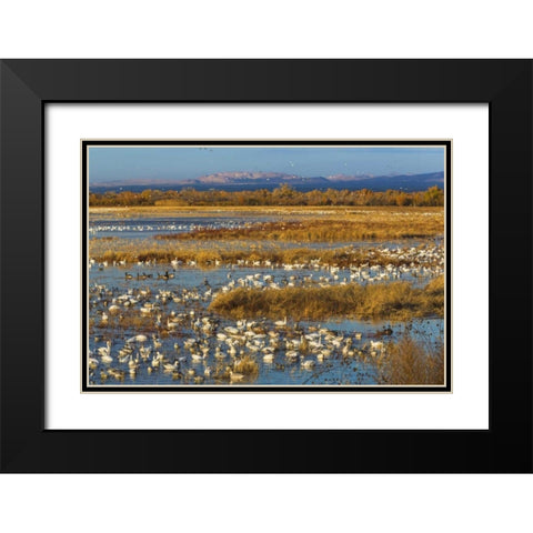 New Mexico Canada and snow geese in water Black Modern Wood Framed Art Print with Double Matting by Paulson, Don