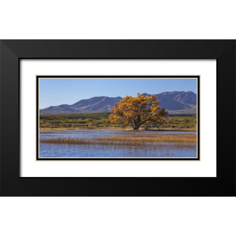 New Mexico, Bosque del Apache, Autumn landscape Black Modern Wood Framed Art Print with Double Matting by Paulson, Don