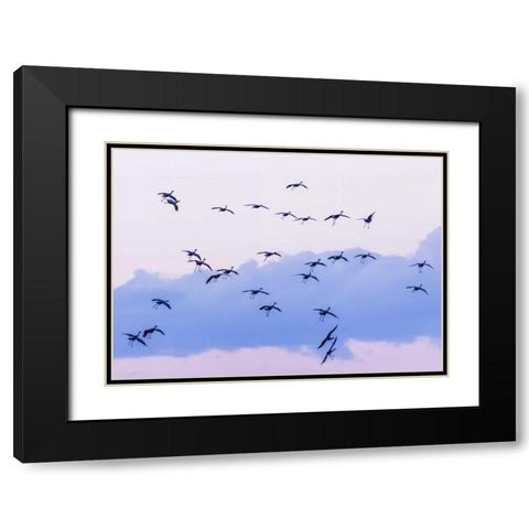 New Mexico Sandhill cranes in flight near sunset Black Modern Wood Framed Art Print with Double Matting by Paulson, Don