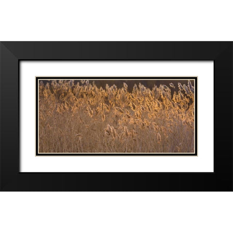 New Mexico, Bosque del Apache Backlit grasses Black Modern Wood Framed Art Print with Double Matting by Paulson, Don