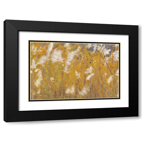 New Mexico, Bosque del Apache Blowing grasses Black Modern Wood Framed Art Print with Double Matting by Paulson, Don