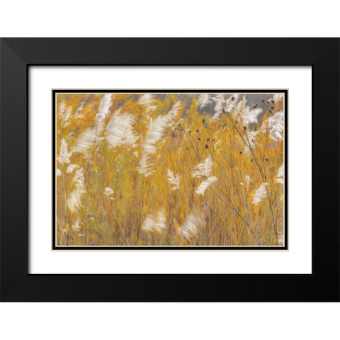 New Mexico, Bosque del Apache Blowing grasses Black Modern Wood Framed Art Print with Double Matting by Paulson, Don