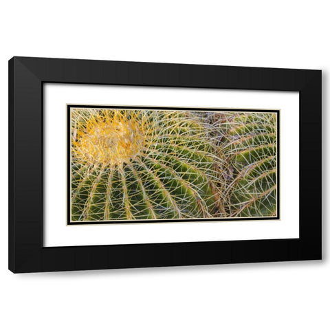 New Mexico Detail of golden barrel cactus Black Modern Wood Framed Art Print with Double Matting by Paulson, Don