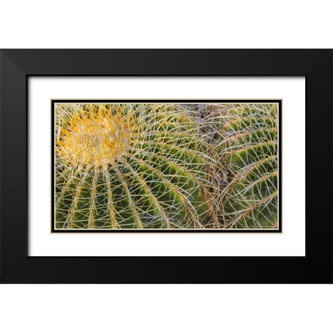 New Mexico Detail of golden barrel cactus Black Modern Wood Framed Art Print with Double Matting by Paulson, Don