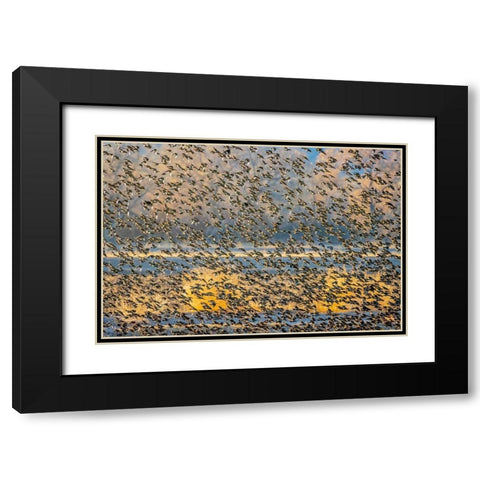 New Mexico-Bosque del Apache National Wildlife Reserve Winter flock of red-winged blackbirds Black Modern Wood Framed Art Print with Double Matting by Jaynes Gallery