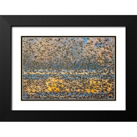 New Mexico-Bosque del Apache National Wildlife Reserve Winter flock of red-winged blackbirds Black Modern Wood Framed Art Print with Double Matting by Jaynes Gallery