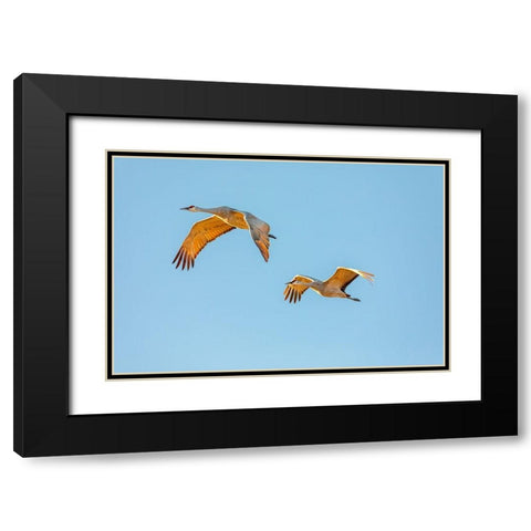New Mexico-Bosque del Apache National Wildlife Reserve Sandhill crane pair flying at sunrise  Black Modern Wood Framed Art Print with Double Matting by Jaynes Gallery