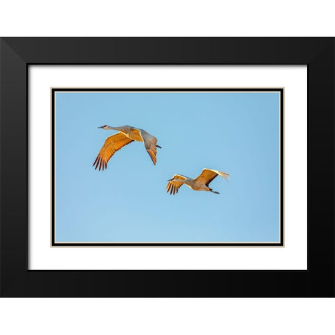 New Mexico-Bosque del Apache National Wildlife Reserve Sandhill crane pair flying at sunrise  Black Modern Wood Framed Art Print with Double Matting by Jaynes Gallery