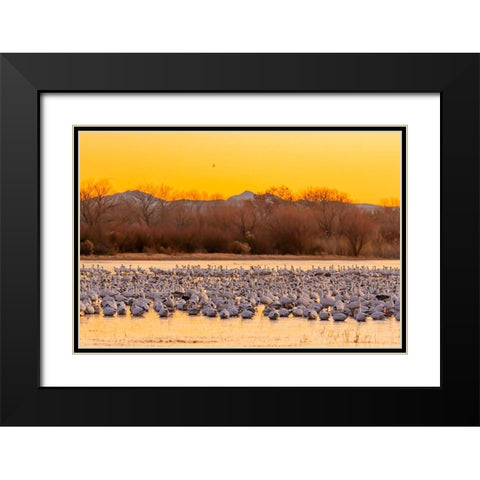 New Mexico-Bosque del Apache National Wildlife Reserve Snow geese on ice at sunrise  Black Modern Wood Framed Art Print with Double Matting by Jaynes Gallery