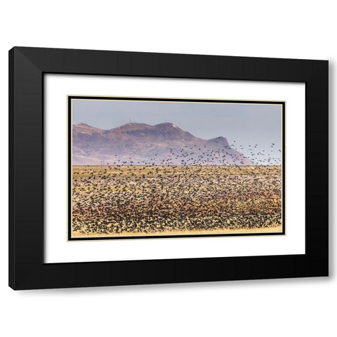 USA-New Mexico-Bosque Del Apache National Wildlife Refuge-Red-winged blackbirds taking flight Black Modern Wood Framed Art Print with Double Matting by Jaynes Gallery