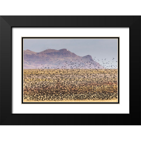USA-New Mexico-Bosque Del Apache National Wildlife Refuge-Red-winged blackbirds taking flight Black Modern Wood Framed Art Print with Double Matting by Jaynes Gallery