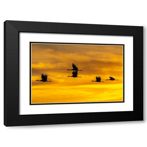 USA-New Mexico-Bosque Del Apache National Wildlife Refuge-Sandhill cranes in flight at sunrise Black Modern Wood Framed Art Print with Double Matting by Jaynes Gallery