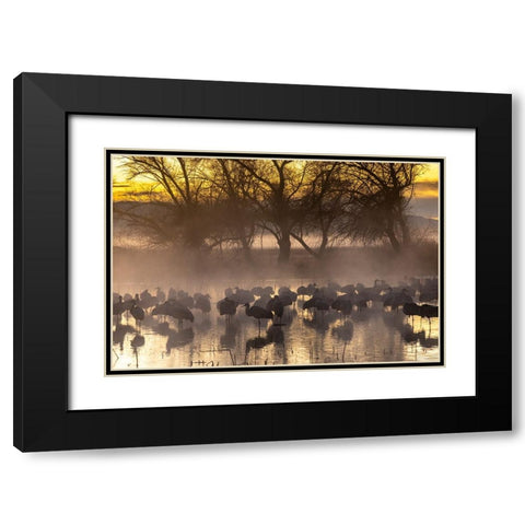 USA-New Mexico-Bernardo Wildlife Management Area-Sandhill cranes in water on foggy sunrise Black Modern Wood Framed Art Print with Double Matting by Jaynes Gallery