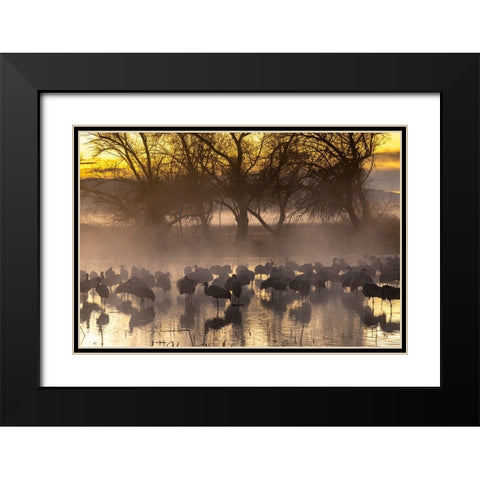 USA-New Mexico-Bernardo Wildlife Management Area-Sandhill cranes in water on foggy sunrise Black Modern Wood Framed Art Print with Double Matting by Jaynes Gallery