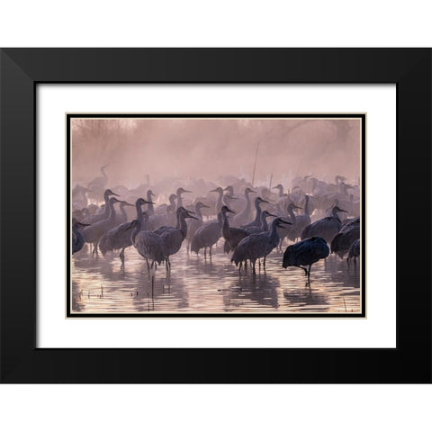 USA-New Mexico-Bernardo Wildlife Management Area-Sandhill cranes and foggy sunrise Black Modern Wood Framed Art Print with Double Matting by Jaynes Gallery