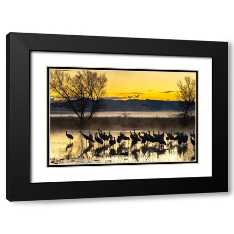 USA-New Mexico-Bernardo Wildlife Management Area-Sandhill cranes in water on foggy sunrise Black Modern Wood Framed Art Print with Double Matting by Jaynes Gallery