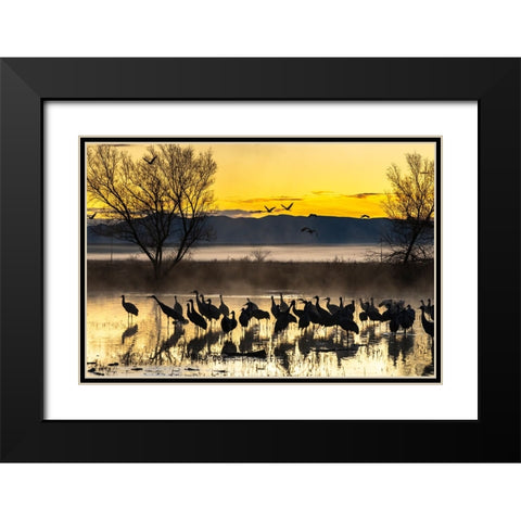 USA-New Mexico-Bernardo Wildlife Management Area-Sandhill cranes in water on foggy sunrise Black Modern Wood Framed Art Print with Double Matting by Jaynes Gallery