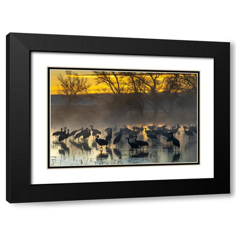 USA-New Mexico-Bernardo Wildlife Management Area-Sandhill cranes in water on foggy sunrise Black Modern Wood Framed Art Print with Double Matting by Jaynes Gallery