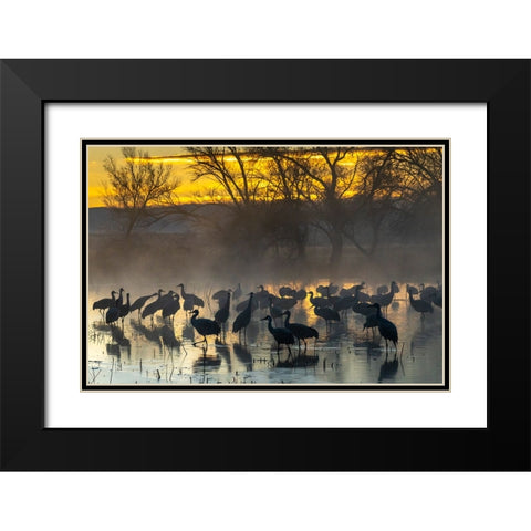 USA-New Mexico-Bernardo Wildlife Management Area-Sandhill cranes in water on foggy sunrise Black Modern Wood Framed Art Print with Double Matting by Jaynes Gallery