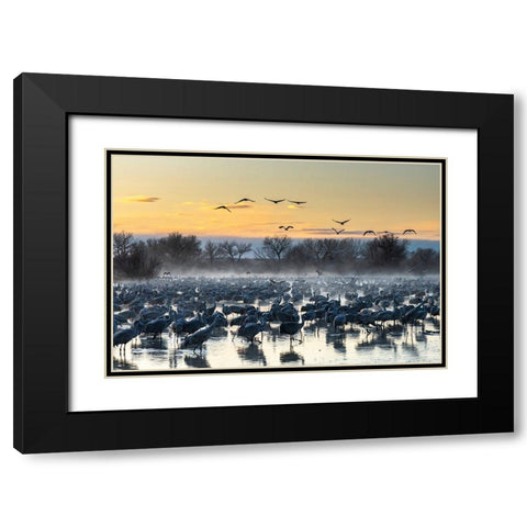 USA-New Mexico-Bernardo Wildlife Management Area-Sandhill cranes in water on foggy sunrise Black Modern Wood Framed Art Print with Double Matting by Jaynes Gallery