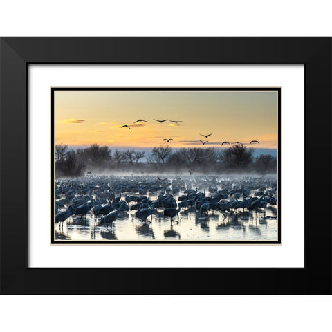 USA-New Mexico-Bernardo Wildlife Management Area-Sandhill cranes in water on foggy sunrise Black Modern Wood Framed Art Print with Double Matting by Jaynes Gallery