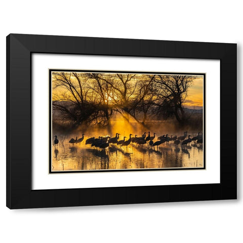 USA-New Mexico-Bernardo Wildlife Management Area-Sandhill cranes in water on foggy sunrise Black Modern Wood Framed Art Print with Double Matting by Jaynes Gallery