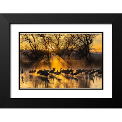 USA-New Mexico-Bernardo Wildlife Management Area-Sandhill cranes in water on foggy sunrise Black Modern Wood Framed Art Print with Double Matting by Jaynes Gallery