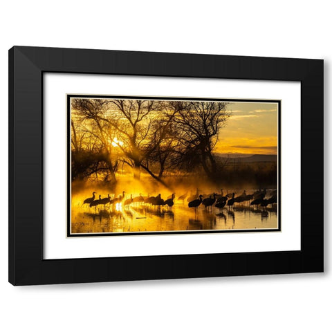 USA-New Mexico-Bernardo Wildlife Management Area-Sandhill cranes in water on foggy sunrise Black Modern Wood Framed Art Print with Double Matting by Jaynes Gallery