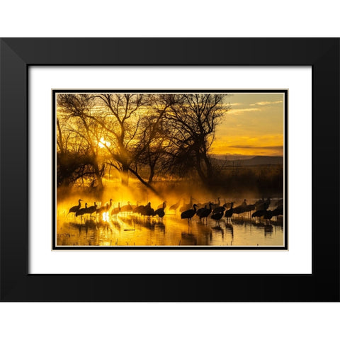 USA-New Mexico-Bernardo Wildlife Management Area-Sandhill cranes in water on foggy sunrise Black Modern Wood Framed Art Print with Double Matting by Jaynes Gallery