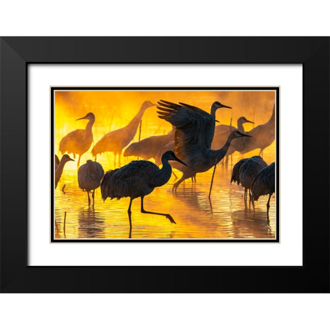 USA-New Mexico-Bernardo Wildlife Management Area-Sandhill cranes in water on foggy sunrise Black Modern Wood Framed Art Print with Double Matting by Jaynes Gallery