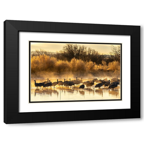 USA-New Mexico-Bernardo Wildlife Management Area-Sandhill cranes in water on foggy sunrise Black Modern Wood Framed Art Print with Double Matting by Jaynes Gallery