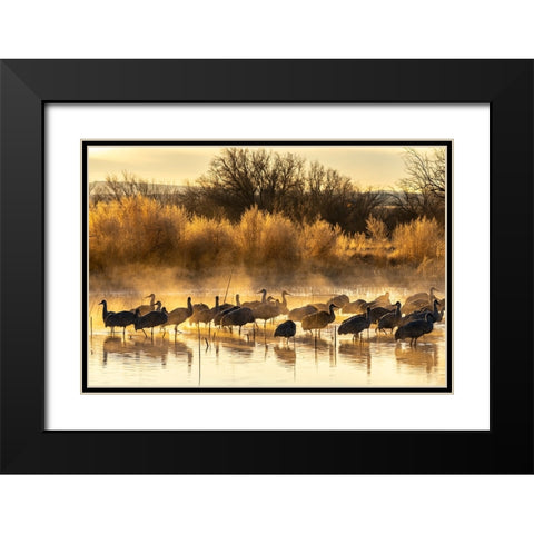 USA-New Mexico-Bernardo Wildlife Management Area-Sandhill cranes in water on foggy sunrise Black Modern Wood Framed Art Print with Double Matting by Jaynes Gallery
