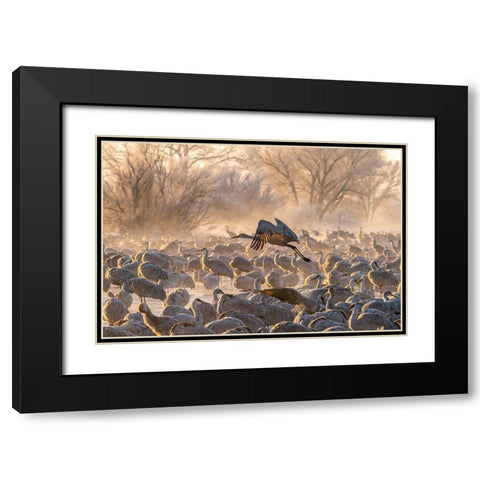 USA-New Mexico-Bernardo Wildlife Management Area-Sandhill crane taking flight on foggy sunrise Black Modern Wood Framed Art Print with Double Matting by Jaynes Gallery