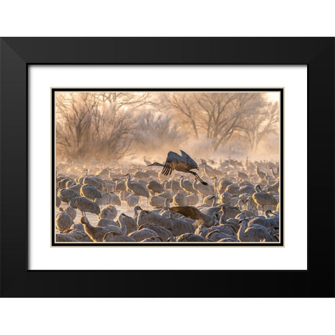 USA-New Mexico-Bernardo Wildlife Management Area-Sandhill crane taking flight on foggy sunrise Black Modern Wood Framed Art Print with Double Matting by Jaynes Gallery