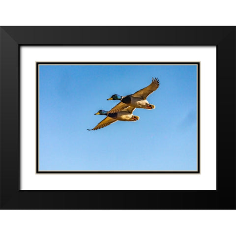 USA-New Mexico-Bosque del Apache National Wildlife Refuge-Mallard drakes in flight Black Modern Wood Framed Art Print with Double Matting by Jaynes Gallery