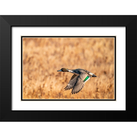 USA-New Mexico-Bosque del Apache National Wildlife Refuge-Pintail duck drake in flight Black Modern Wood Framed Art Print with Double Matting by Jaynes Gallery