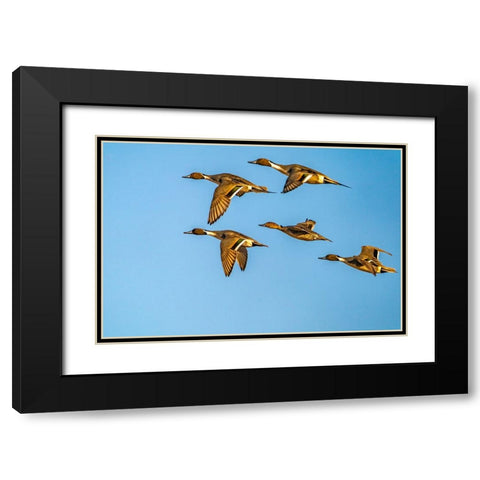 USA-New Mexico-Bosque del Apache National Wildlife Refuge-Pintail duck males and female in flight Black Modern Wood Framed Art Print with Double Matting by Jaynes Gallery