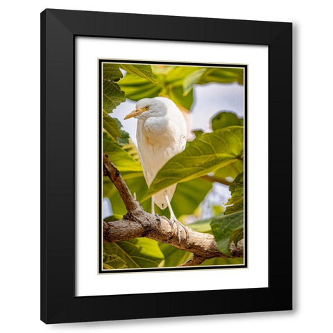 USA-New Mexico-Alamogordo-Alameda Park Zoo Cattle egret in tree Black Modern Wood Framed Art Print with Double Matting by Jaynes Gallery