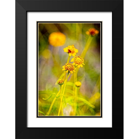 USA-New Mexico-Alamogordo Close-up of wildflowers Black Modern Wood Framed Art Print with Double Matting by Jaynes Gallery