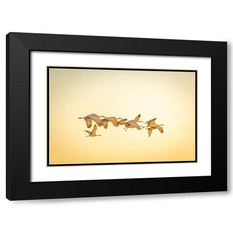 USA- New Mexico- Bosque del Apache National Wildlife Reserve. Sandhill cranes in flight. Black Modern Wood Framed Art Print with Double Matting by Jaynes Gallery
