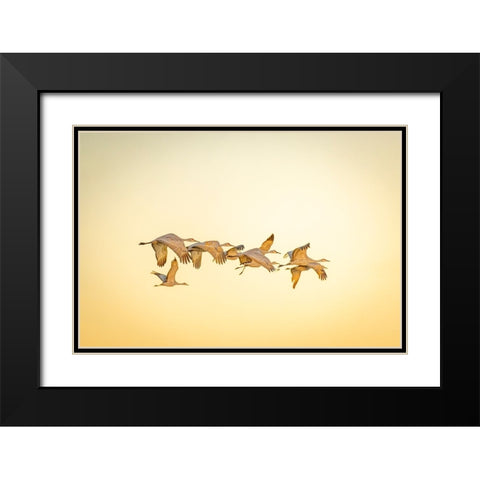 USA- New Mexico- Bosque del Apache National Wildlife Reserve. Sandhill cranes in flight. Black Modern Wood Framed Art Print with Double Matting by Jaynes Gallery