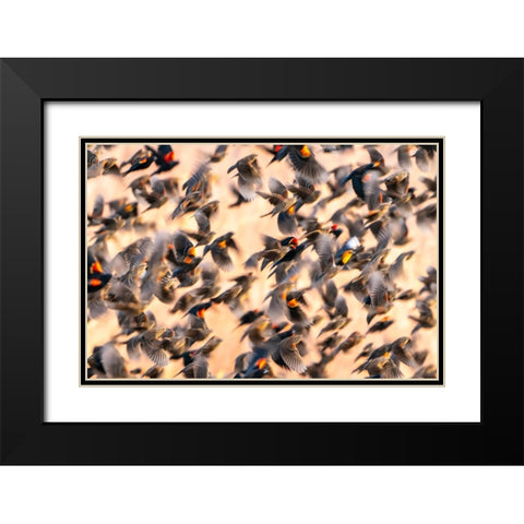 USA- New Mexico- Bosque Del Apache National Wildlife Refuge. Red-winged blackbird flock flying. Black Modern Wood Framed Art Print with Double Matting by Jaynes Gallery