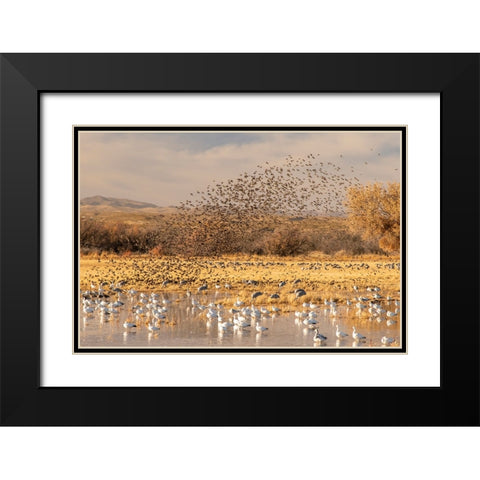 USA- New Mexico- Bosque Del Apache National Wildlife Refuge. Red-winged blackbird flock Black Modern Wood Framed Art Print with Double Matting by Jaynes Gallery