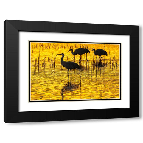 USA- New Mexico- Bosque Del Apache National Wildlife Refuge. Sandhill crane silhouettes at sunset. Black Modern Wood Framed Art Print with Double Matting by Jaynes Gallery