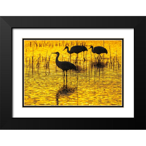 USA- New Mexico- Bosque Del Apache National Wildlife Refuge. Sandhill crane silhouettes at sunset. Black Modern Wood Framed Art Print with Double Matting by Jaynes Gallery