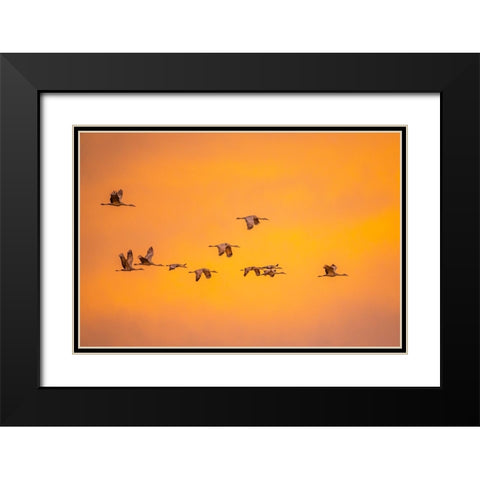 USA- New Mexico- Bosque Del Apache National Wildlife Refuge. Sandhill cranes flying at sunset. Black Modern Wood Framed Art Print with Double Matting by Jaynes Gallery
