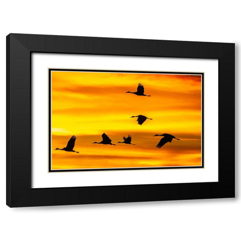 USA- New Mexico- Bosque Del Apache National Wildlife Refuge. Sandhill cranes flying at sunset. Black Modern Wood Framed Art Print with Double Matting by Jaynes Gallery